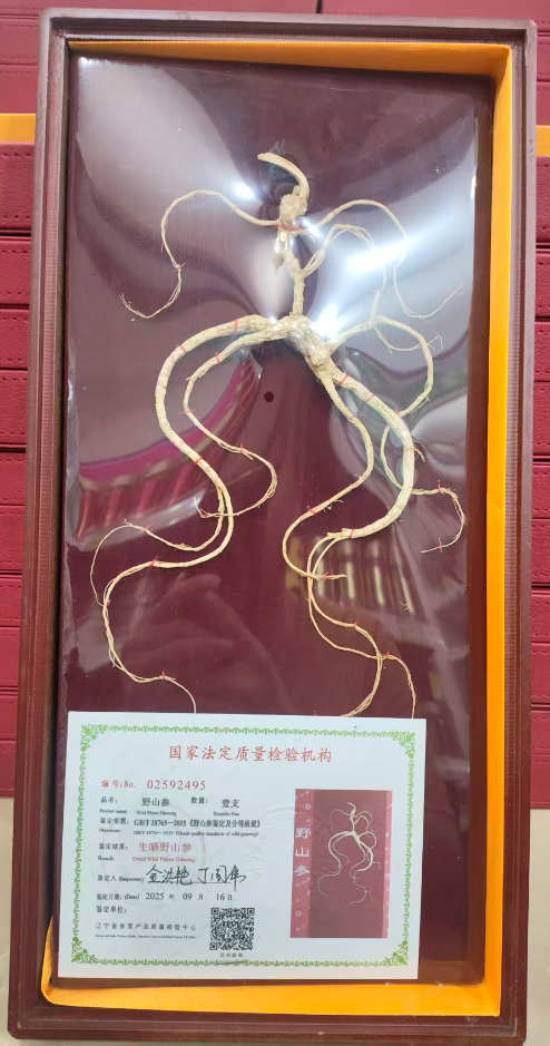 山参(野)
